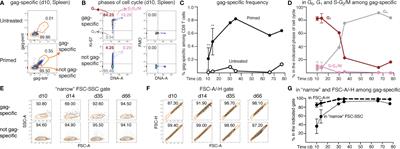 Improved memory CD8 T cell response to delayed vaccine boost is associated with a distinct molecular signature